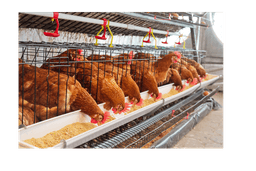 Livestock & Poultry