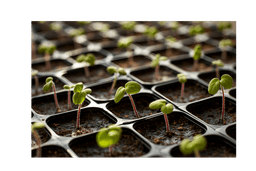 Seeds & Seedlings